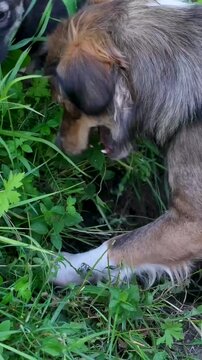 In rural garden two dogs dig deep hole in soil one older grumpy dog and one small puppy with another joining playful funny countryside animal behavior moment.