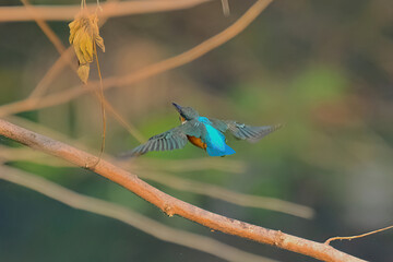 Common Kingfisher