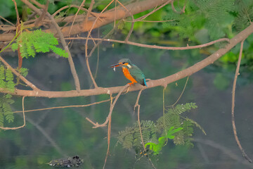 Common Kingfisher