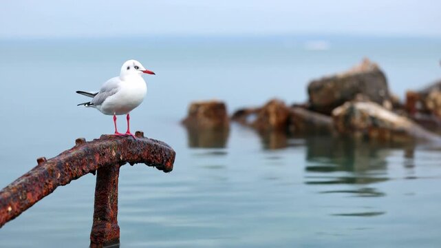 White and grey seagull bird perching on rusty metal structure in calm blue water outdoor close up view