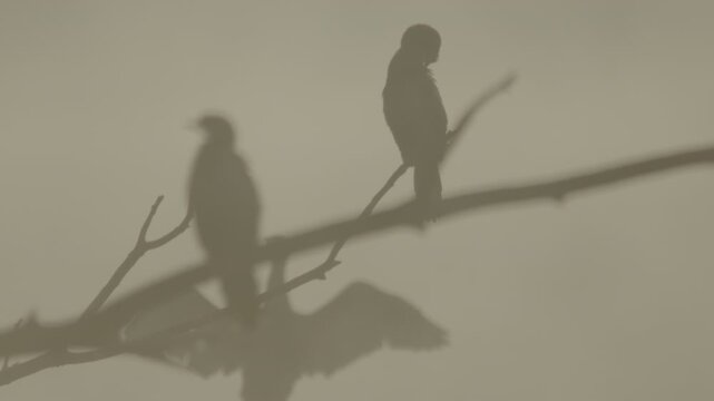 Fog early in the morning on the Adda River with a peninsula on the horizon and silhouettes of cormorants.