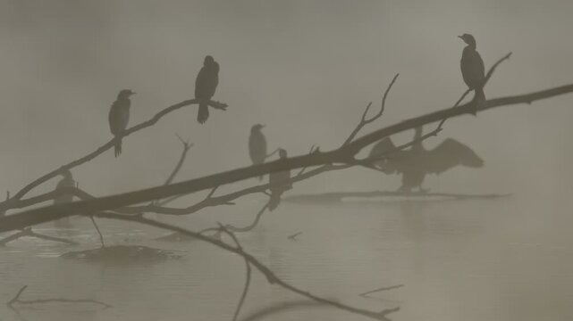 Fog early in the morning on the Adda River with a peninsula on the horizon and silhouettes of cormorants.