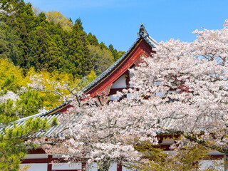 【奈良県】大和郡山市 矢田寺(金剛山寺) (2025/04/09撮影)