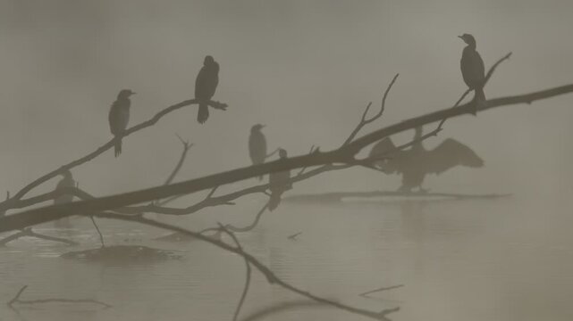 Fog early in the morning on the Adda River with a peninsula on the horizon and silhouettes of cormorants.