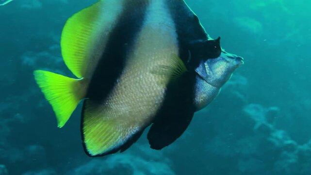 Underwater close shot of pennant coralfish in the red sea