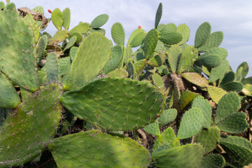 Dense prickly pear cactus pads with spines growing in northern Israel under soft daylight, showcasing Mediterranean flora, drought tolerant succulents and seasonal edible fruit 