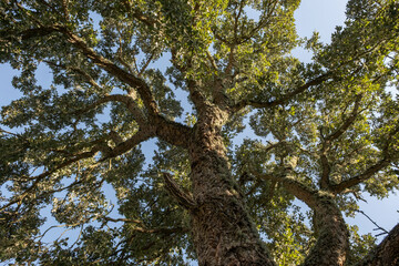 Cork oak (Quercus suber) tree crown