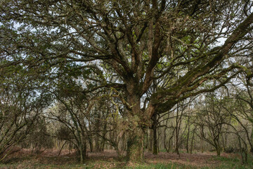 Obraz premium Old Cork oak (Quercus suber) tree in the woodlands of Ourense
