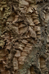Detail of vertical cracks of a Quercus suber virgin cork