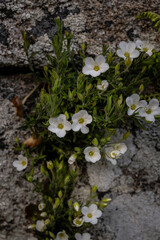 Mountain sandwort (Arenaria Montana) wildflower growing on rocky soils