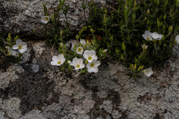 Mountain sandwort wildflower growing on rocky soils in Ourense province