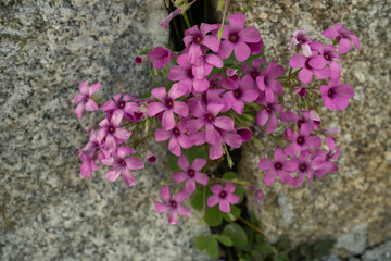 Magenta colored flowers of Pink wood sorrel (Oxalis articulata) growing on a granite quarry in the province of Ourense, Galicia, Spain