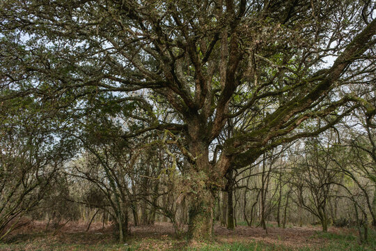 Old Cork oak (Quercus suber) tree in the woodlands of Ourense
