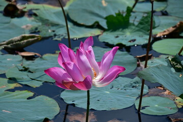 Naklejka premium カンボジア シェムリアップ遺跡群 ニャック・ポアン