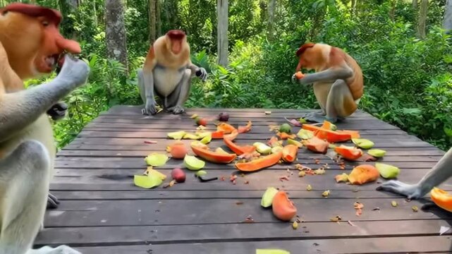 Proboscis monkeys enjoying fruit feast in lush jungle setting