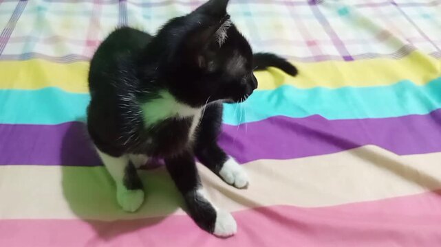 Black and white cat scratching its itchy ear due to fleas, captured in a natural moment showing pet discomfort, health issue, and animal care awareness.