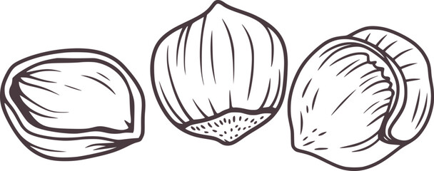 Black and white line of three hazelnuts in shells