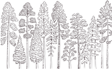 Black and white line of various coniferous trees in forest © Asha