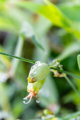 Gotas de agua sobre la vegetación de una zona rural.