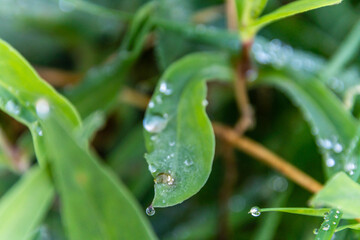 Gotas de agua sobre la vegetación de una zona rural.