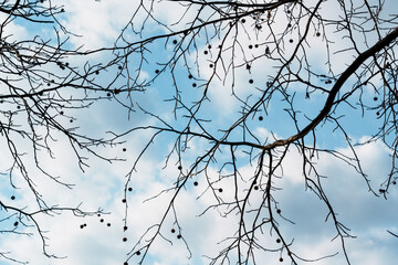 Bare, intricate branches of a Plane Tree (Platanus) spread across a blue sky dotted with clouds. Spherical seed pods hang from the thin branches, characteristic of winter scenery in a park or avenue.