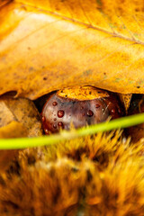 Castanea sativa pertenece a la familia Fagaceae.