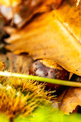 Castanea sativa pertenece a la familia Fagaceae.