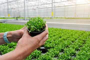 A person holds a small black container full of seedlings in their hands. The background is a large field of seedlings in a greenhouse. The time of day is daytime