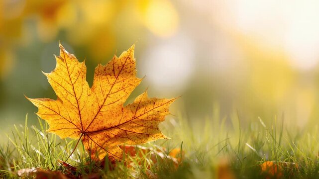 Red yellow maple leaf with free space. Web banner design for autumn season, end year activity. Soft focus, warm light bokeh background. Abstract seasonal backdrop, close up fall ground covered leaves
