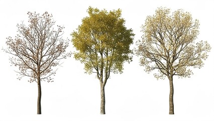 Three trees showing seasonal foliage changes on a white background plant nature