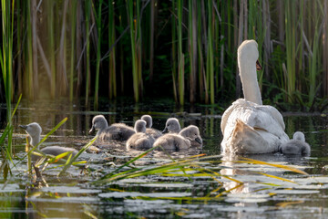 Fototapeta premium Mute Swan With Chicks In Action