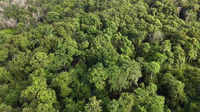 Bornean jungle unfolds in deep green layers, towering trees wrapped in mist and hidden life. A dense, breathing wilderness where every shadow hints at movement and ancient stories