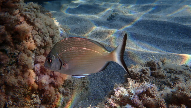 White seabream or sargo (Diplodus sargus) undersea, Ligurian Sea, Italy, Imperia