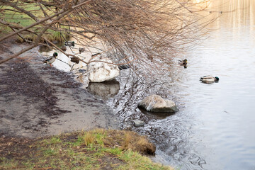 A lump of dirty snow lies in the water, in a pond among the ducks, under a tree.