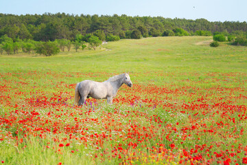 Nature and animal scene of beautiful horse in poppy meadow.