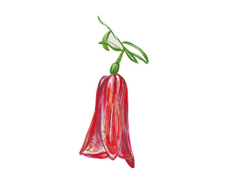 Illustration of a copihue flower, the national flower of Chile. Elegant botanical artwork suitable for nature themes, cultural projects, education, and South American identity.