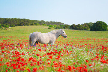 Nature and animal scene of beautiful horse in poppy meadow.
