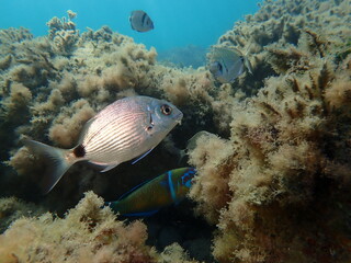 White seabream or sargo (Diplodus sargus) undersea, Ligurian Sea, Italy, Imperia