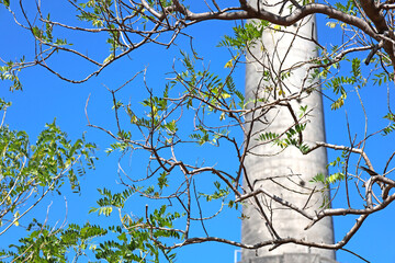 Mhaismal, MH, India, Dec 12: View of the concrete base of the Doordarshan transmission tower through a complex natural frame of bare and leafy tree branches against a clear blue sky.
