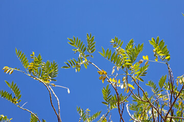 Mhaismal, MH, India, Dec 12: Bright green and yellow-tipped tree branches and leaves reaching up into a clear, vibrant blue sky on a sunny day.