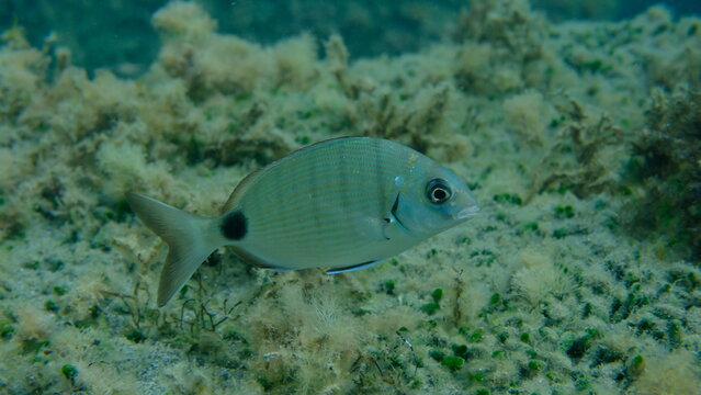 White seabream or sargo (Diplodus sargus) undersea, Ligurian Sea, Italy, Imperia