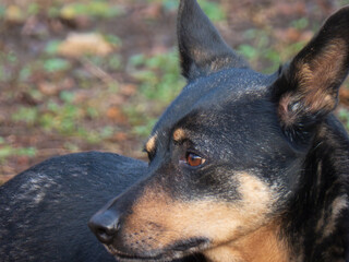 Alert Black and Tan Dog Headshot Outdoors
