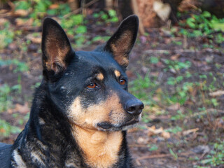 Alert Black and Tan Dog Portrait in Forest