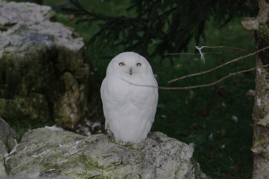 Schneeeule