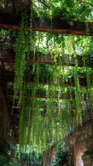 Fototapeta premium Lush hanging vines over wooden structure