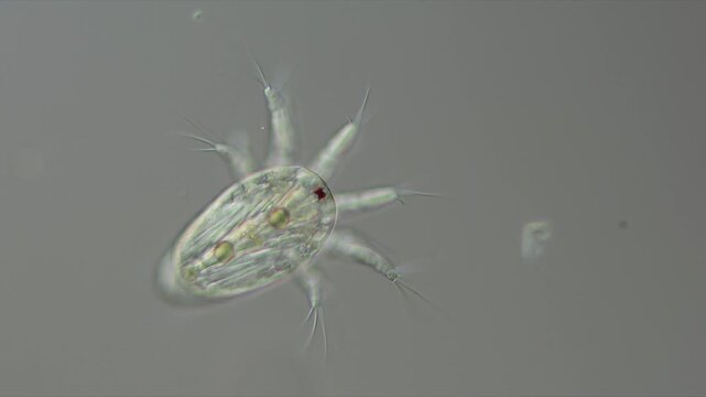 eine nauplius larve von einem krebs im plankton unter dem mikroskop