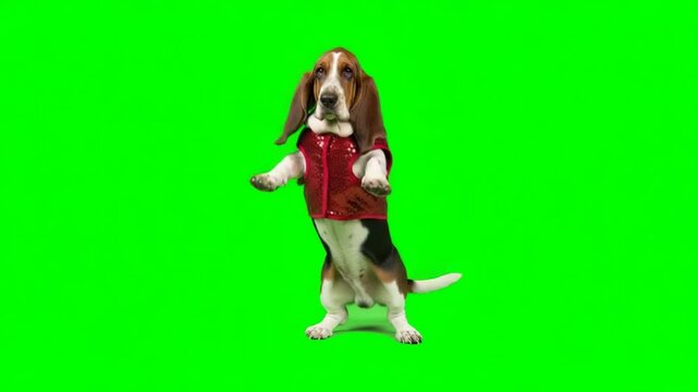 basset hound dog dancing on a green screen background for vfx projects video
