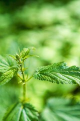 Wild nettle plant with sunlit foliage