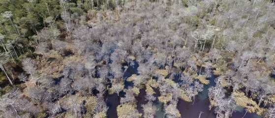 Aerial view of a dense forest with various trees and bodies of water