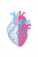 hand drawn illustration of heart